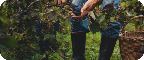 tour des vignerons metz