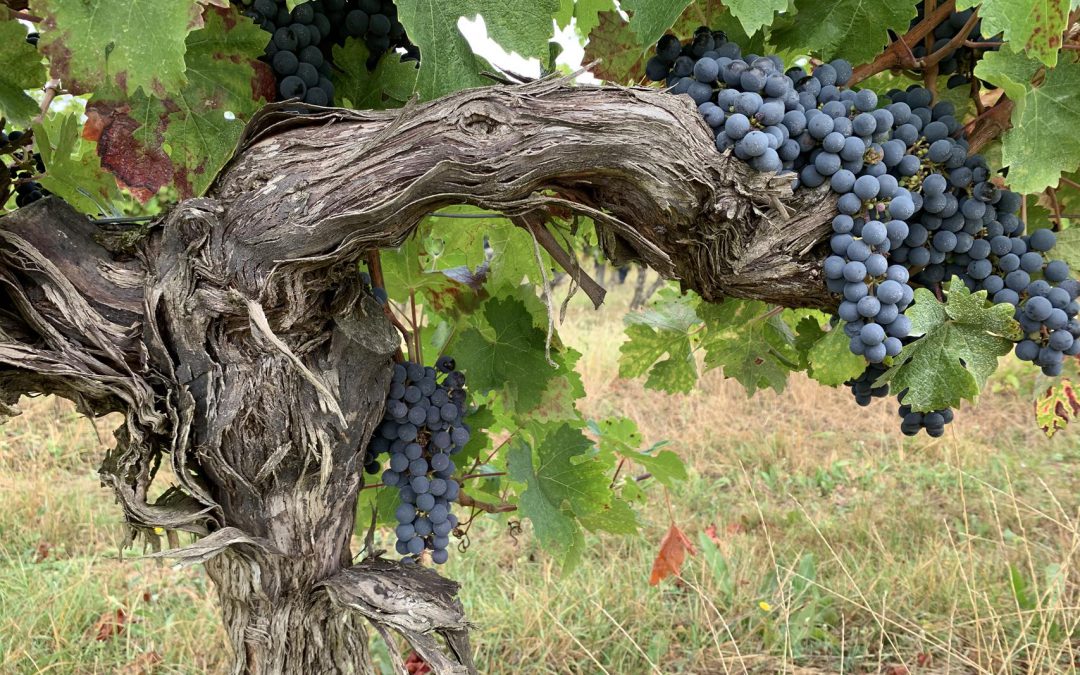 7 novembre : Journée internationale du Merlot