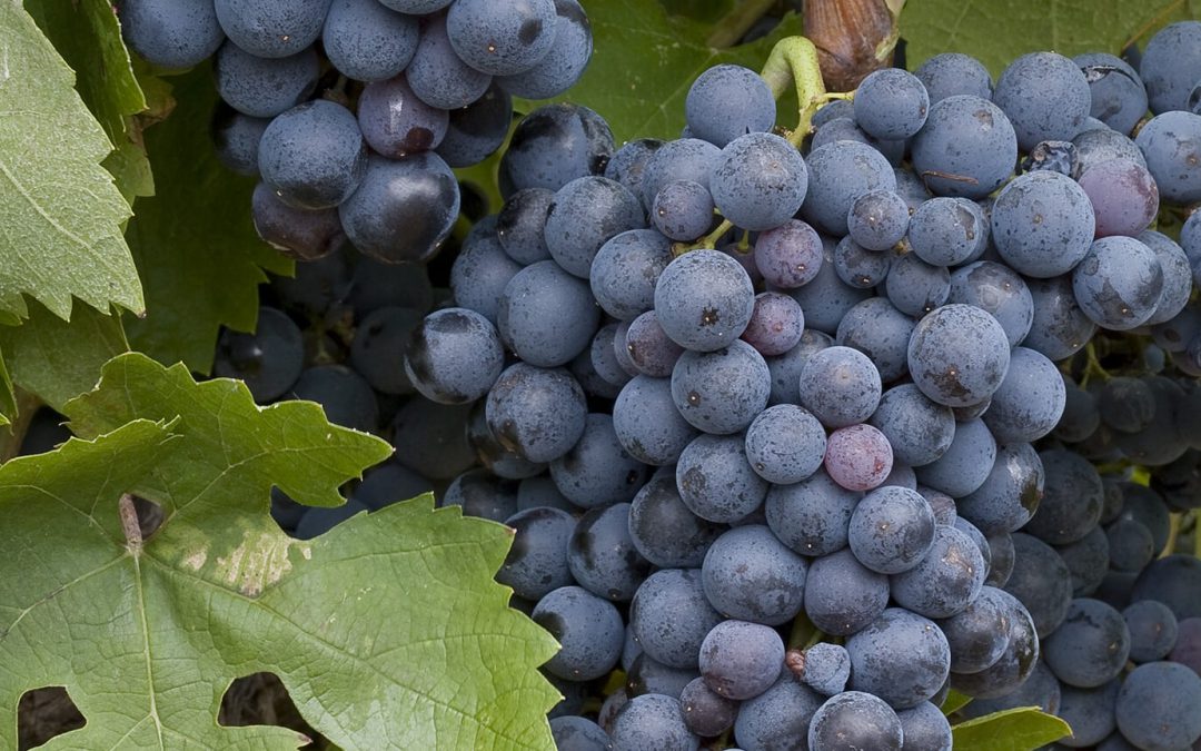 Tout savoir sur le cépage carignan