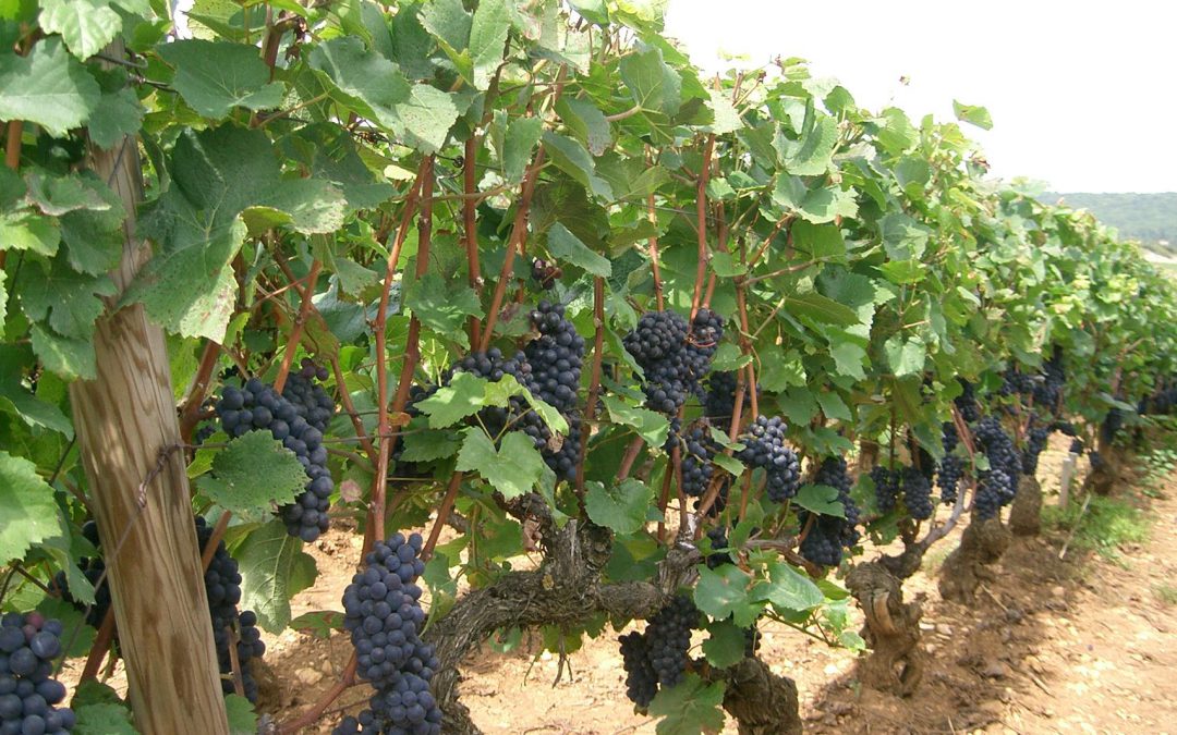 Oenotourisme : les meilleures activités à faire dans les vignes