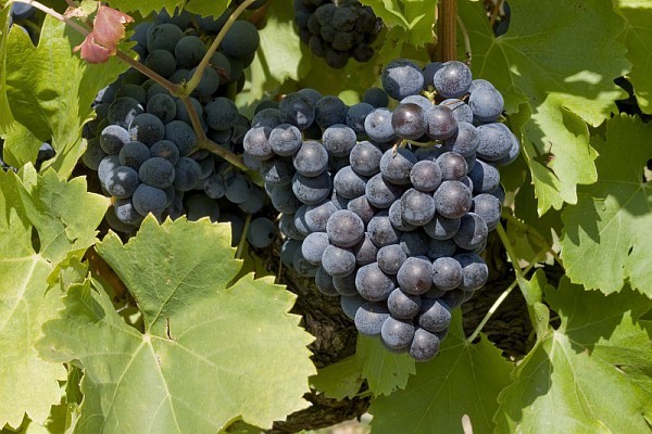 L’essentiel sur le Cabernet Sauvignon