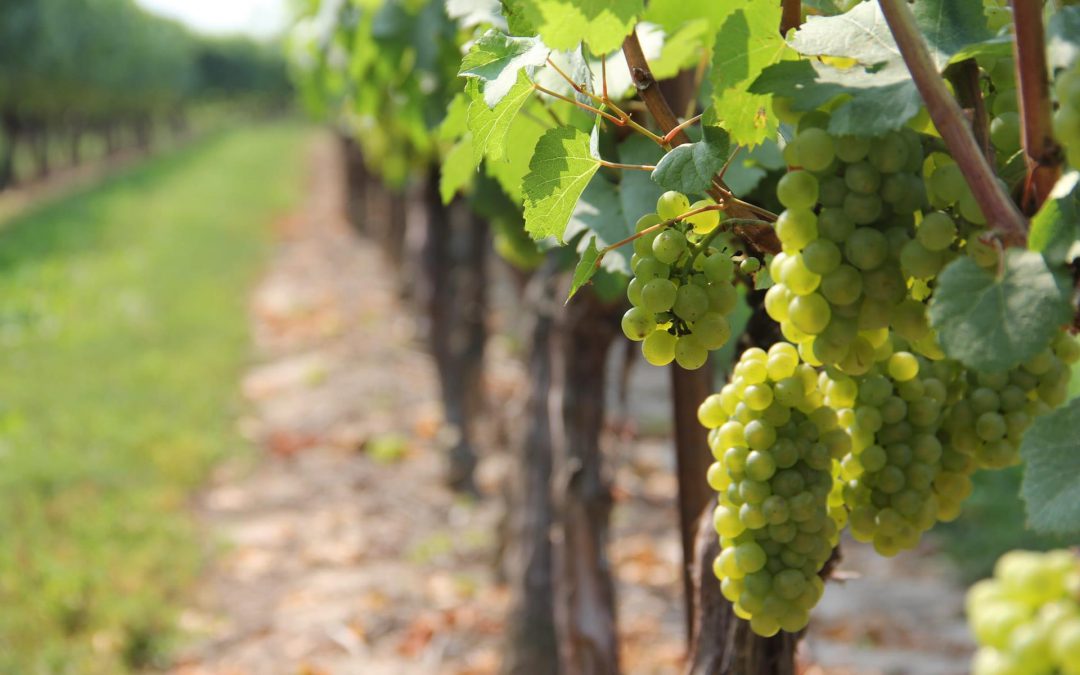 Journée mondiale du Chenin : tout savoir sur ce cépage blanc