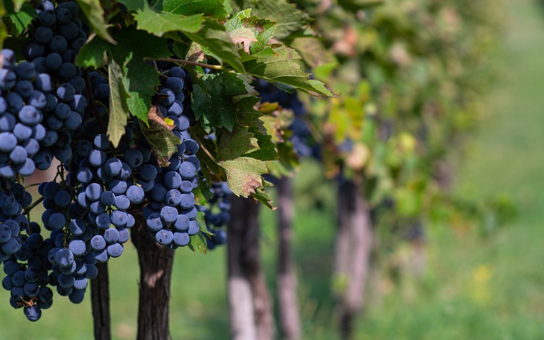 A la découverte des vins de Bourgogne