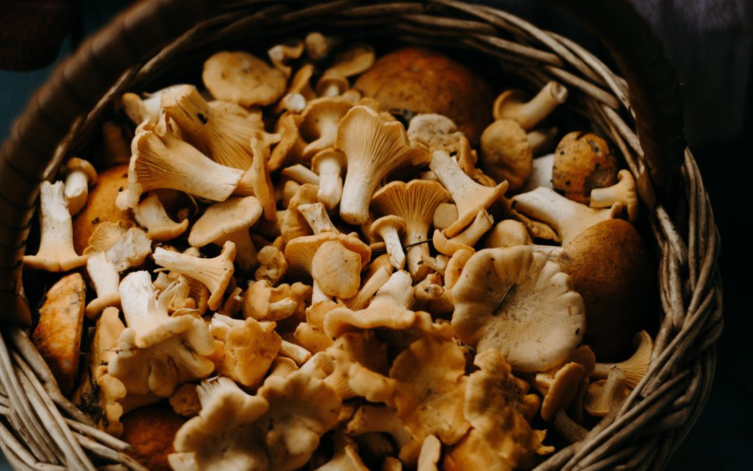 La liste complète des champignons comestibles