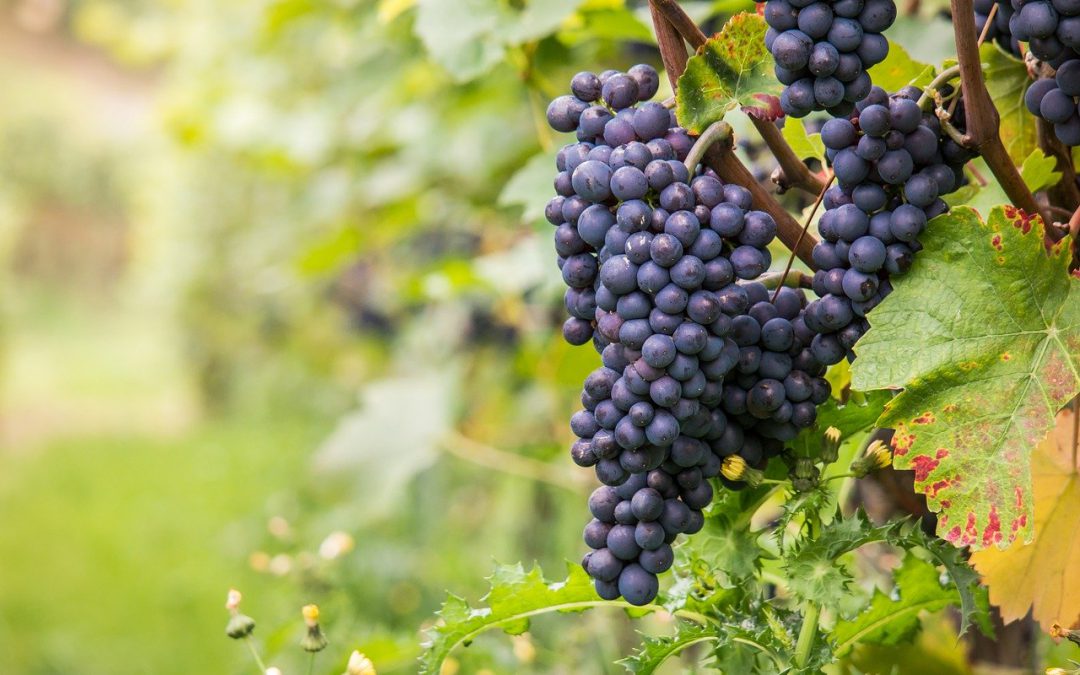 Grenache Day : tout savoir sur le Grenache noir