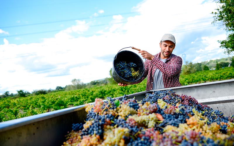 Homme vidant un seau de raisin dans une remorque - vendanges