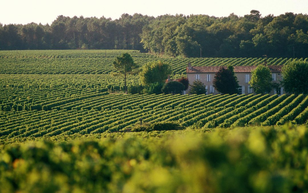 A la découverte des vins de Bordeaux