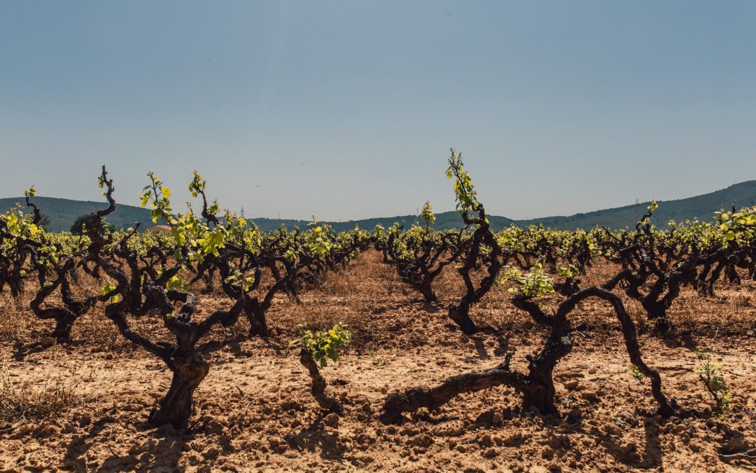 Que se passe-t-il en hiver aux vignobles ? – 4 saisons Aux Vignobles