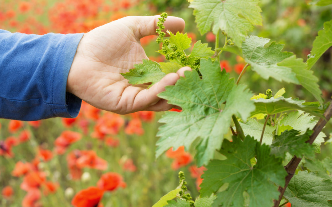 Que se passe-t-il au printemps aux vignobles ? – 4 saisons aux vignobles