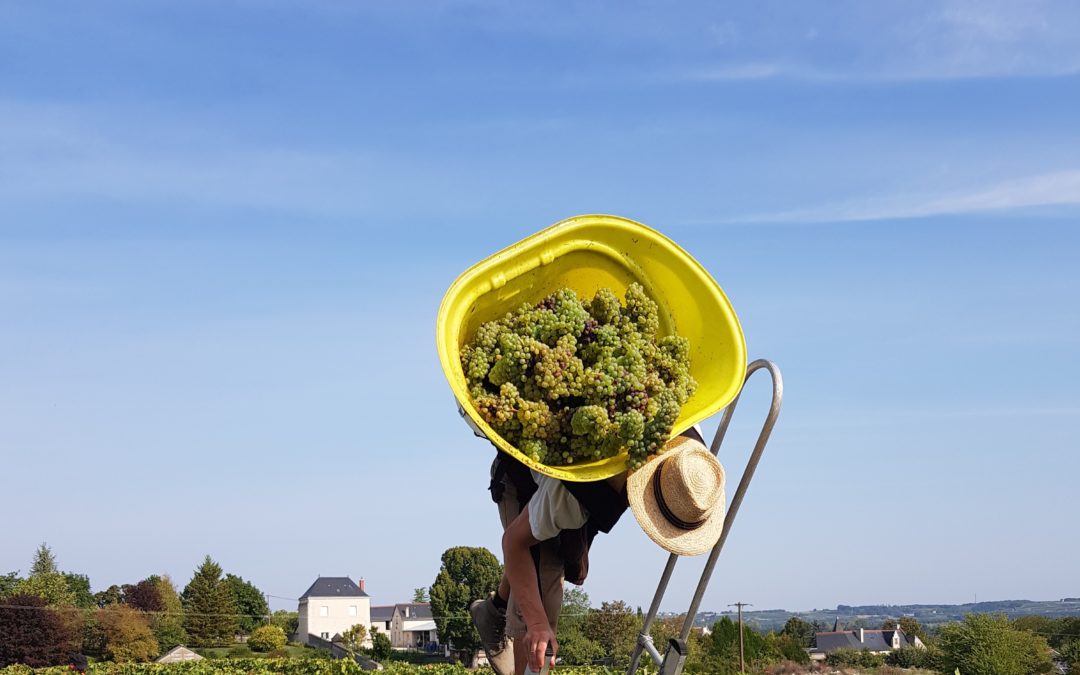 Que se passe-t-il en été aux vignobles ? – 4 saisons aux vignobles