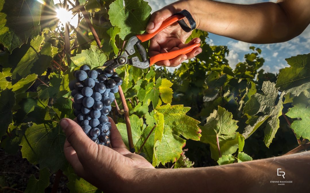 À la découverte des vins du Beaujolais