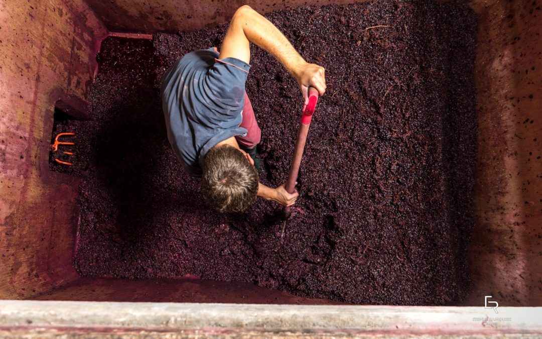 Les métiers du vin et de la vigne