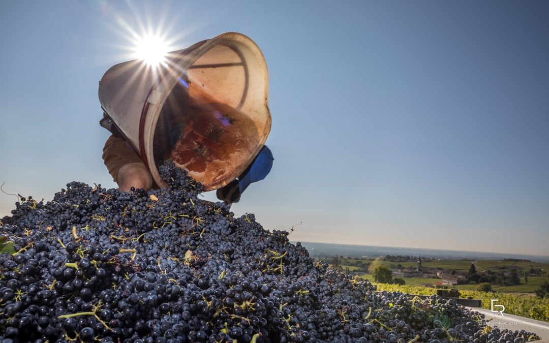 Tout savoir sur les vendanges