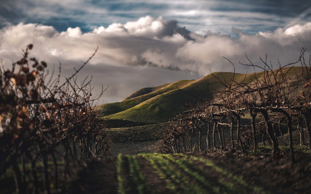 Que se passe-t-il en automne aux vignobles ?