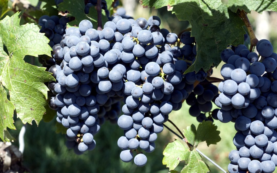 Journée internationale du Cabernet Franc