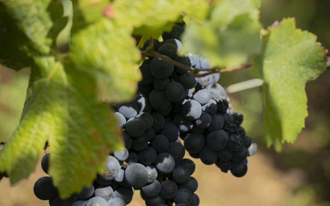 Tout savoir sur l’AOC : Romanée Conti