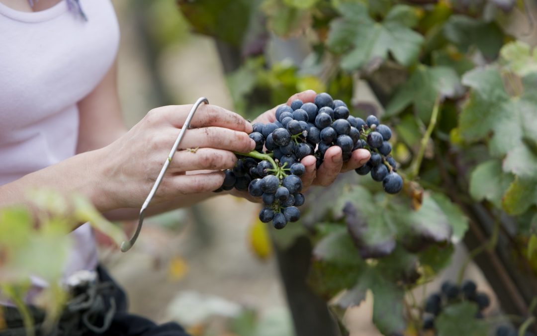 Tout savoir sur l’AOC Côte Rôtie