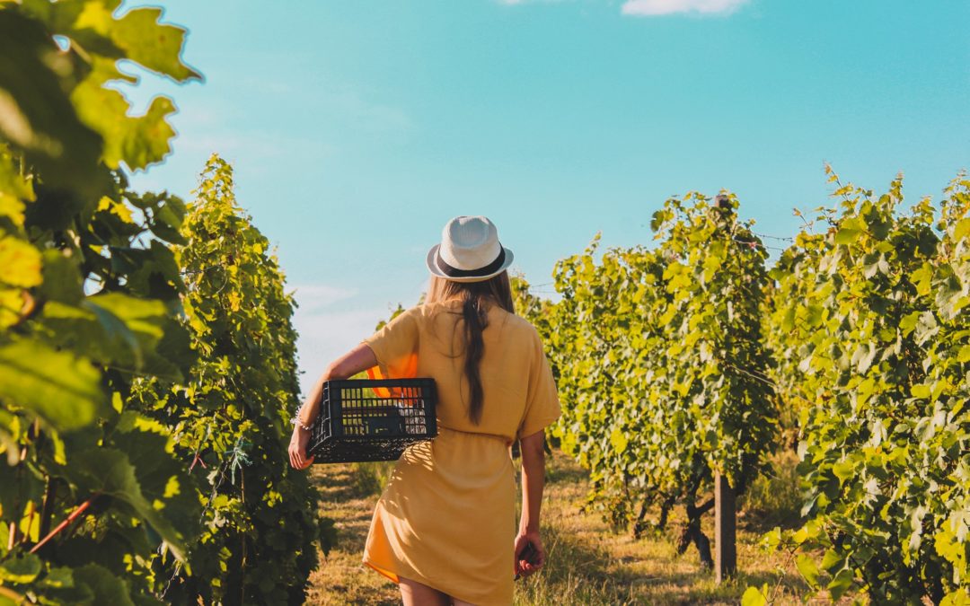 Tout savoir sur l’AOC Côtes de Provence