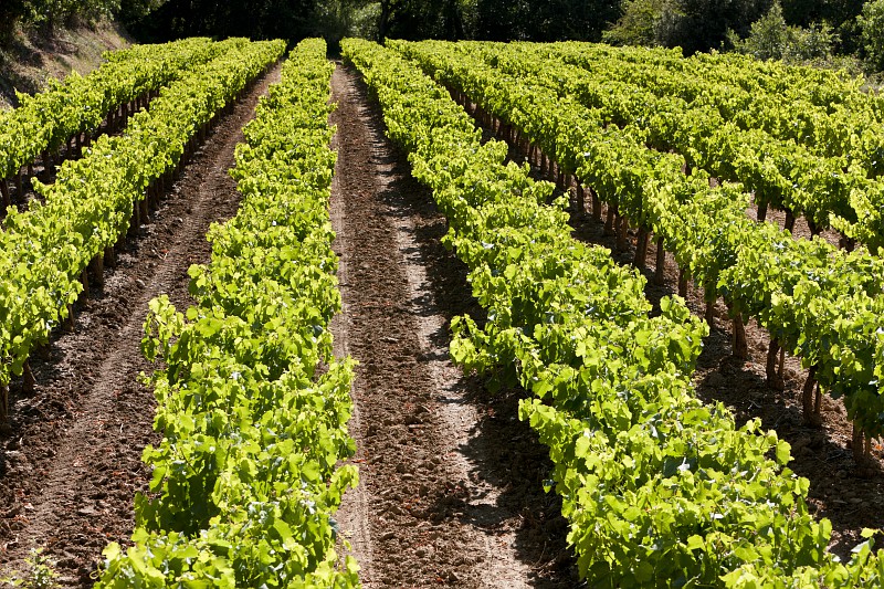 Tout savoir sur l’AOC Côtes du Rhône