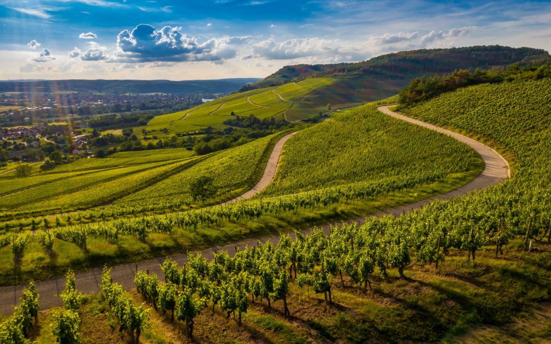 Tout savoir sur l’IGP Côtes de Gascogne