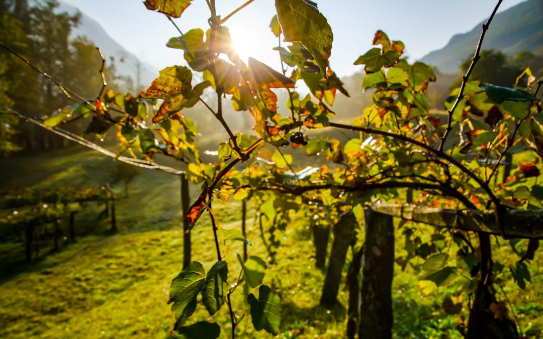 Tour du monde des grandes régions viticoles : similitudes et différences avec la France